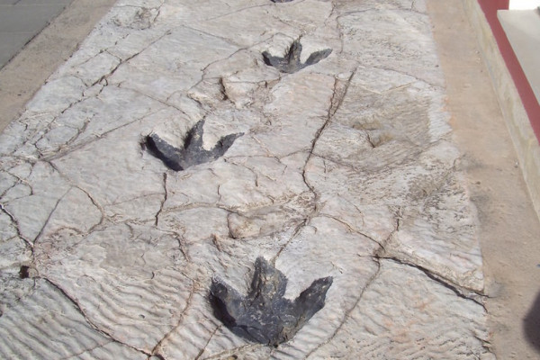 Replicas of dinosaur footprints found in La Rioja (Science Museum in Logroño)