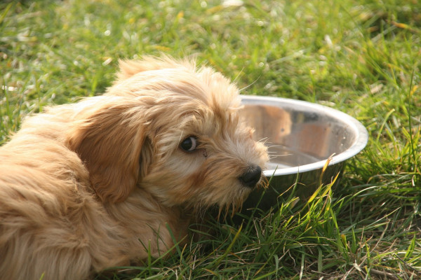 Dog drinking from a water bowl