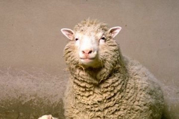 Dolly the Sheep with her first born lamb, called Bonnie.