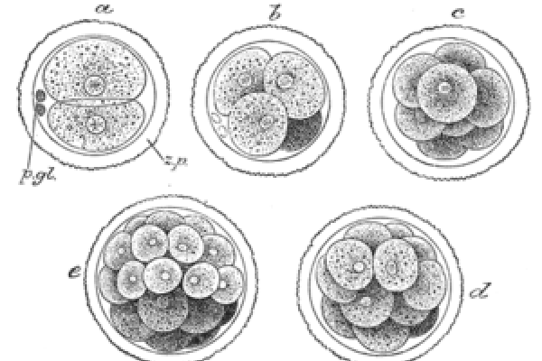 Embryogenesis