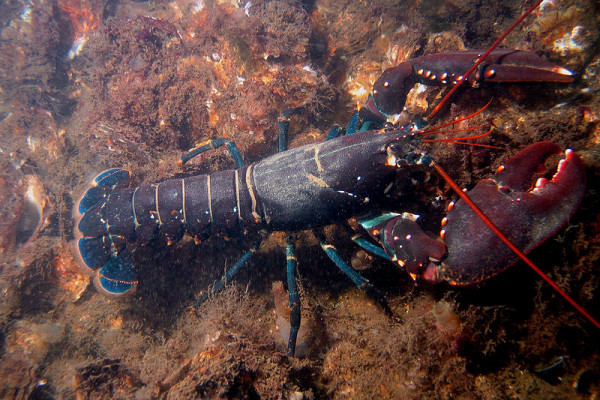 European lobster