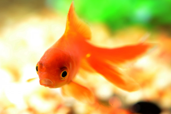 A goldfish