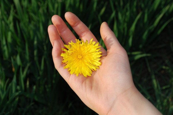 Dandelion