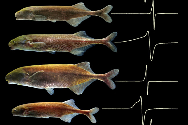  Mormyrid electric fish community inhabiting the Okano River near the abandoned village, Na, Gabon, west-central Africa. At this locality, all co-occurring mormyrids happen to belong to genus Paramormyrops. Each fish is shown with a recording of its...