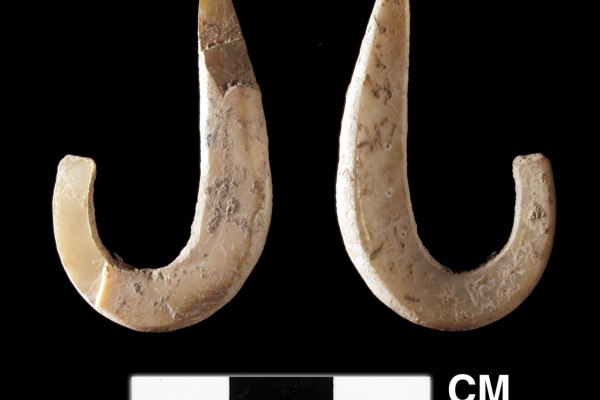 A complete shell fish hook from the Pleistocene levels of a cave site at the east end of Timor. This hook is made on Trochus shell and is dated to ~11,000 cal years BP