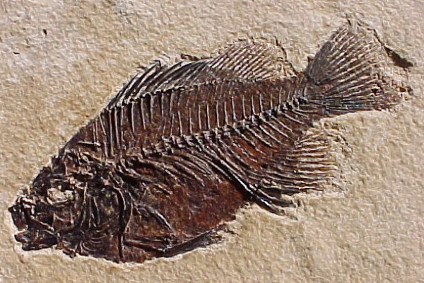 Eocene Fossilised Fish