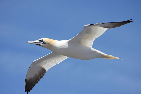 Gannet