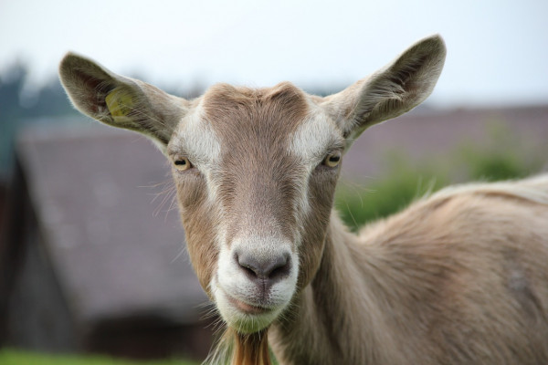 Goats helped us discovered coffee, or so the legend goes!