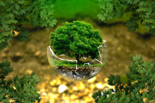 Bonsai tree in a broken glass sphere