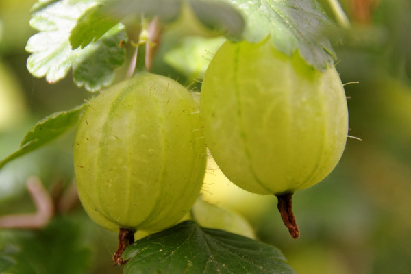 Green gooseberries