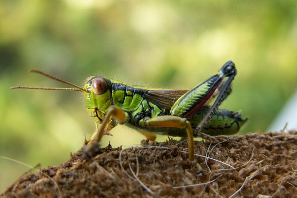 Grasshopper