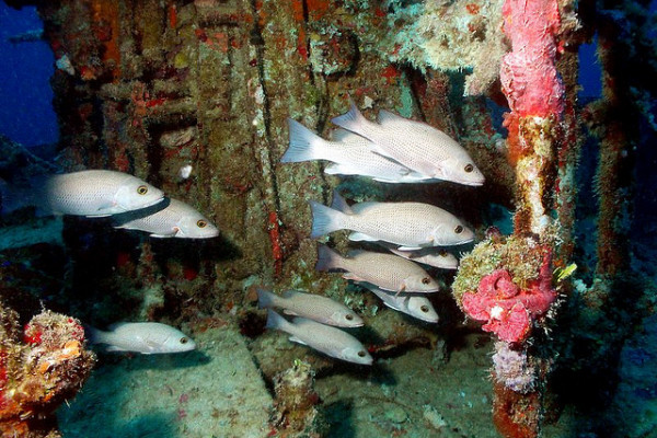 Gray Snapper