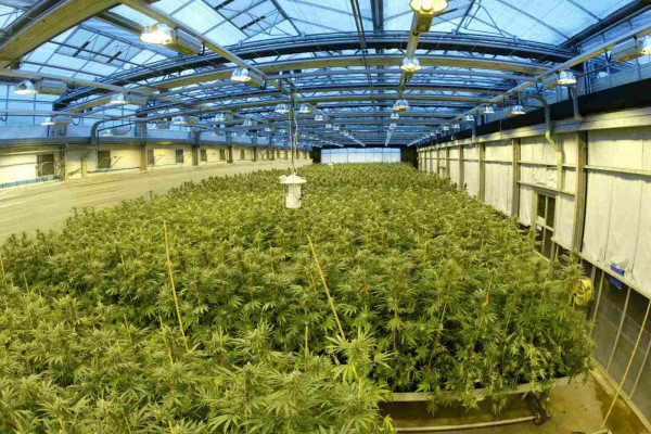 The cannabis growing facility used to create the drug Sativex.