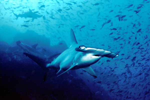 Hammerhead Shark, Costa Rica