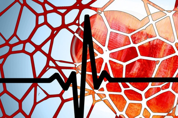 A cartoon heart overlaid by a network of blood vessels and an ECG (electrocardiogram)