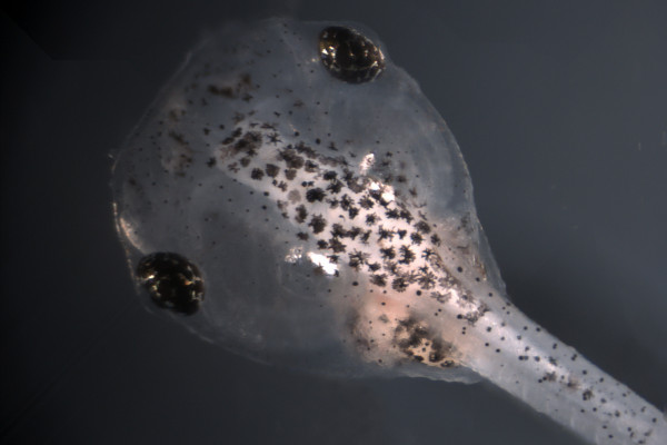 Tadpole of X. tropicalis Image © Science/AAAS