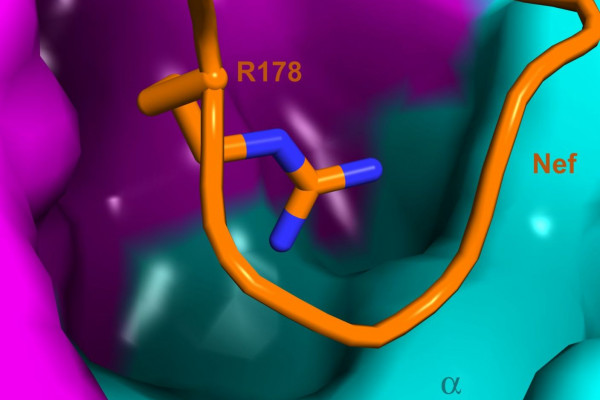 Researchers have worked out the structure of a protein complex that is involved in the destruction of T helper cells by HIV.