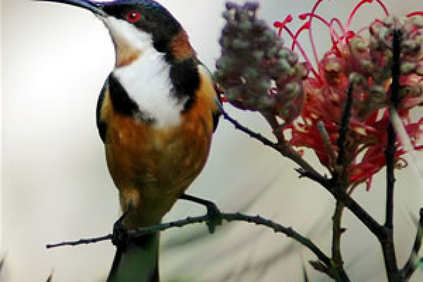 honeyeater