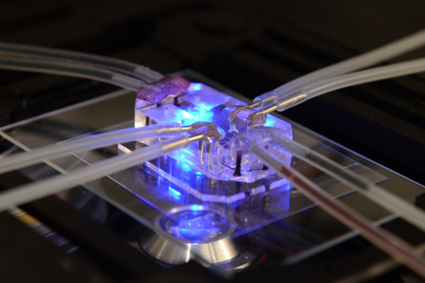  Combining microfabrication techniques with modern tissue engineering, a lung-on-a-chip offers an in vitro approach to drug screening by mimicking the complicated mechanical and biochemical behaviors of a human lung. This image relates to the Science...