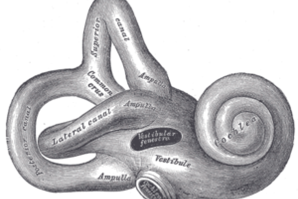 Inner ear