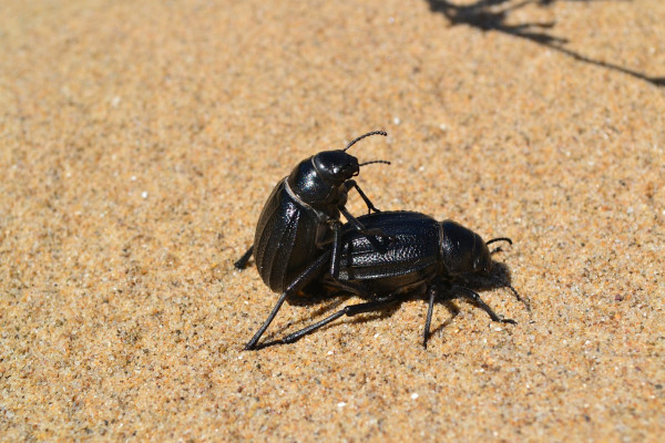 Beetle sex
