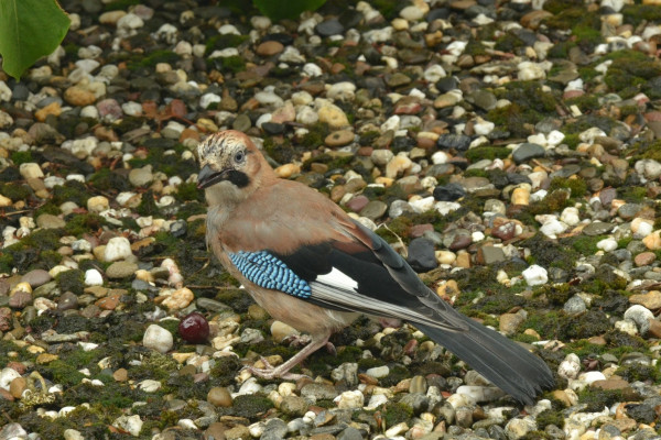 Eurasian Jay