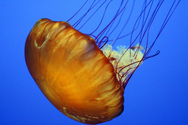 A jellyfish at the Monterey Bay Aquarium, California 2004