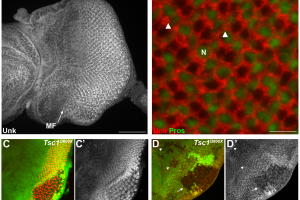 Unkempt gene paper