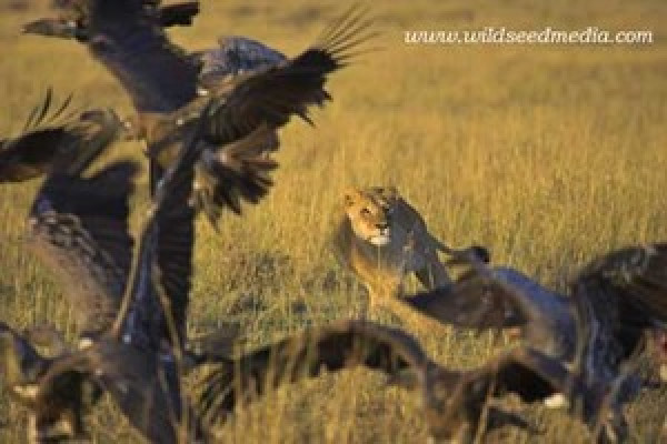 A lion pursues its quarry.