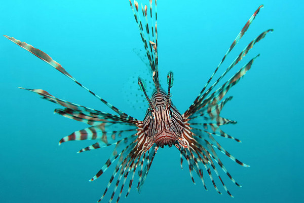 Lionfish