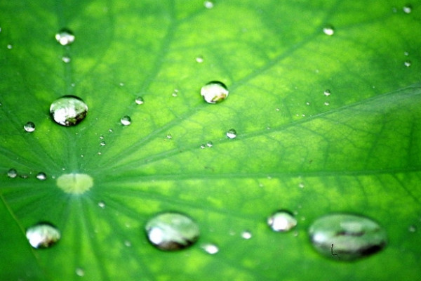 The surface chemistry of the lotus leaf repels water, providing the basis of its self-cleaning mechanism.