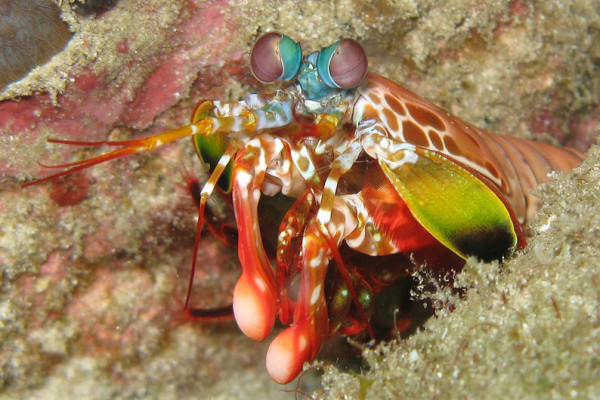 Mantis Shrimp