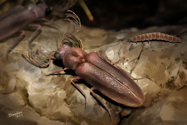 Artist's impression of a prehistoric bioluminescent Cretophengodes beetle.