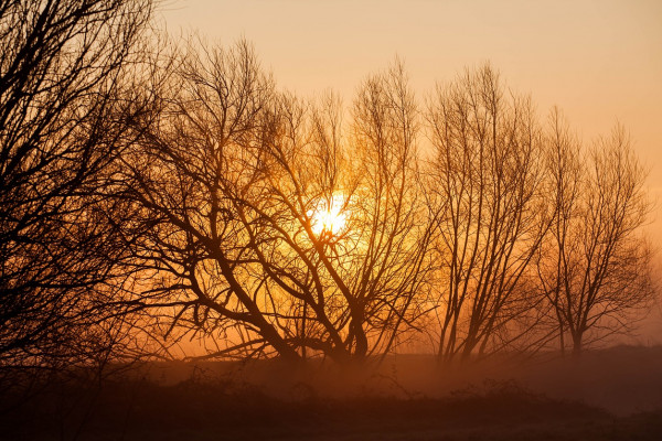 a photo of sun emerging through trees in winter
