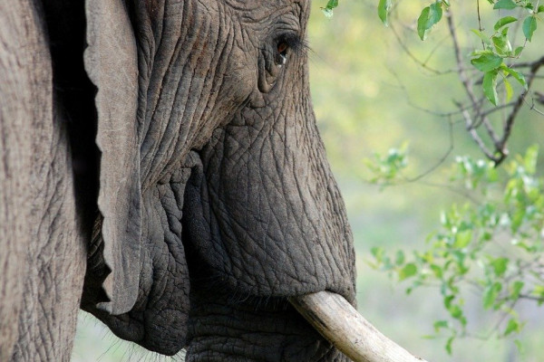 An elephant's head and tusk.