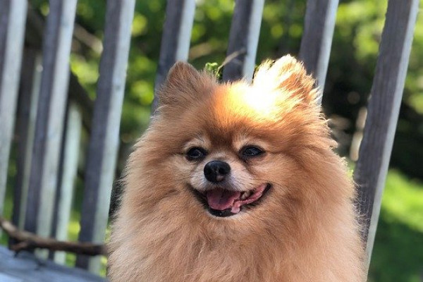 A pomeranian dog.