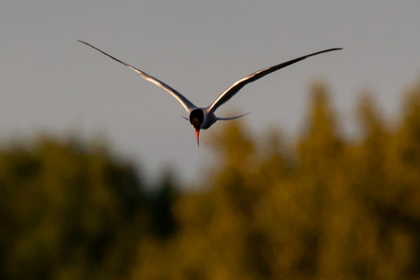 photo of an arctic tern