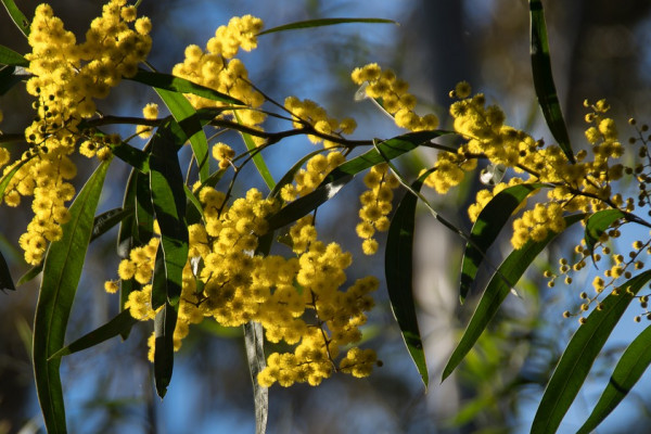Blossoms on a wattle (acacia) tree.