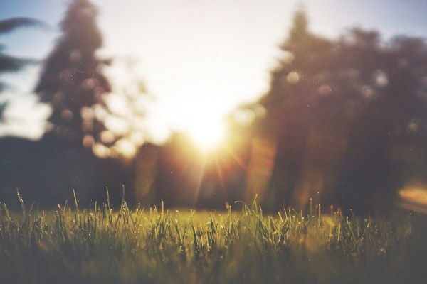 photo of grass in an open area with trees