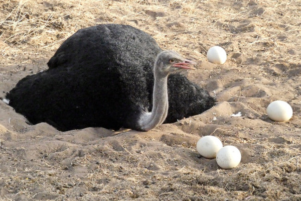 An ostrich and ostrich eggs
