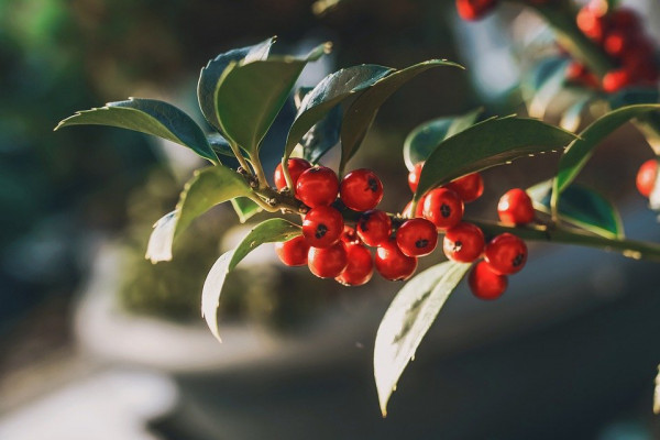 Holly leaves