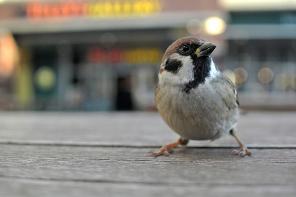 A sparrow on a city street.