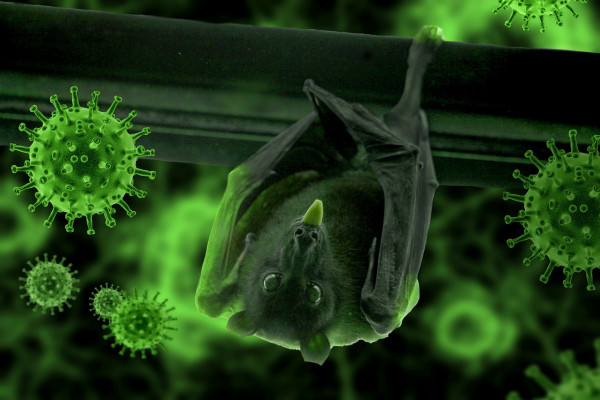 A bat hanging from a wooden beam surrounded by green coronavirus particles.