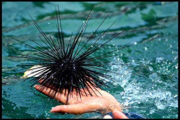 A sea urchin