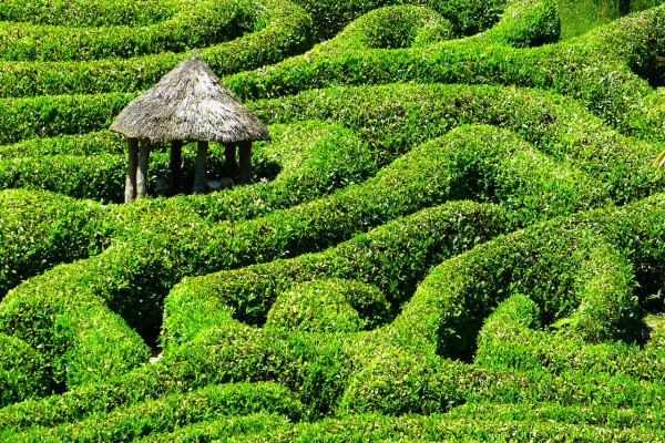 A maze