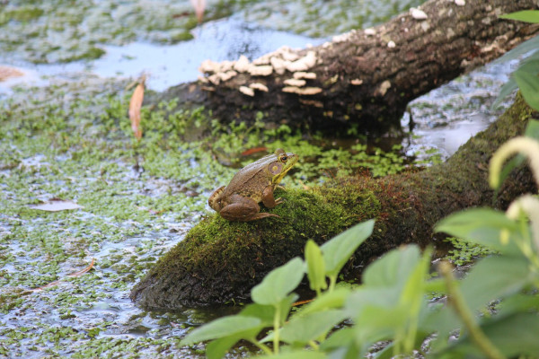 A frog sitting in a swamp