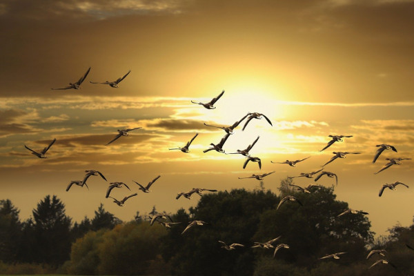 a photo of migrating birds