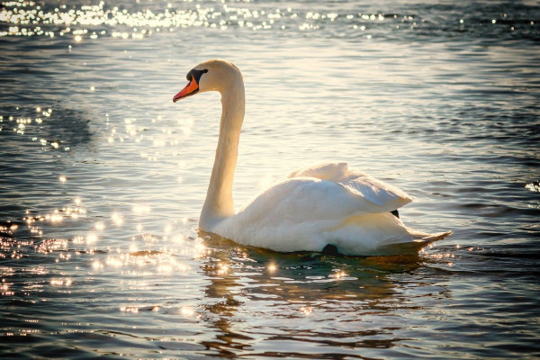 Swan