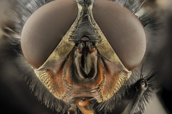 A close-up of the head of a blowfly.