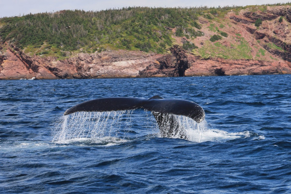 The tail of a humpback whale surfacing above the water.